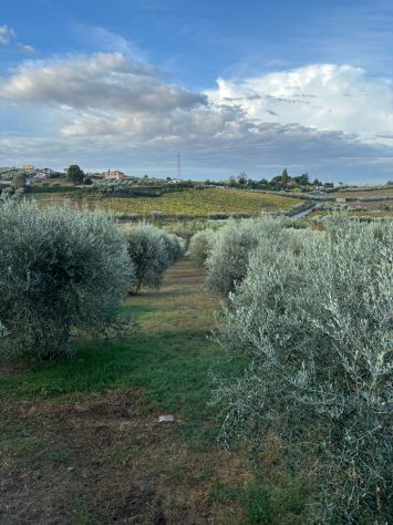 terreno agricolo in vendita a Frascati