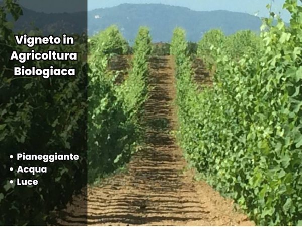 terreno agricolo in vendita a Gallicano nel Lazio