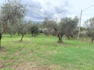 terreno agricolo in vendita a Gallicano nel Lazio
