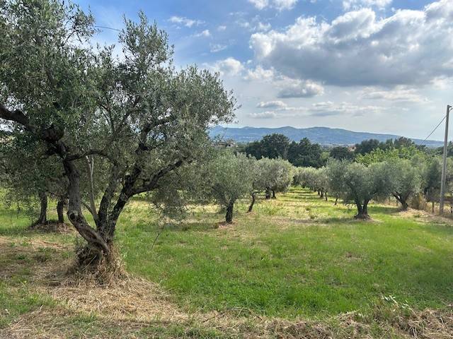 terreno agricolo in vendita a Gallicano nel Lazio