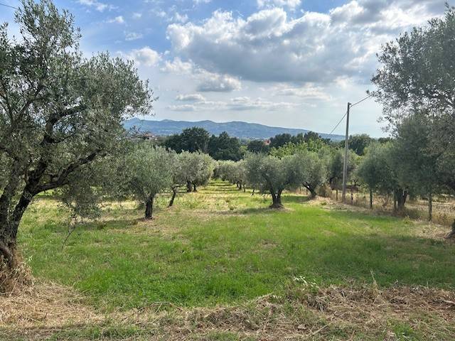terreno agricolo in vendita a Gallicano nel Lazio