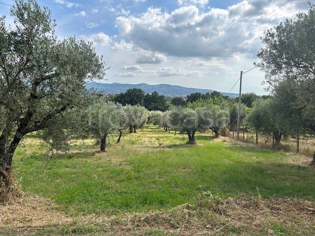 terreno agricolo in vendita a Gallicano nel Lazio