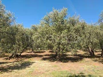 terreno agricolo in vendita a Genazzano