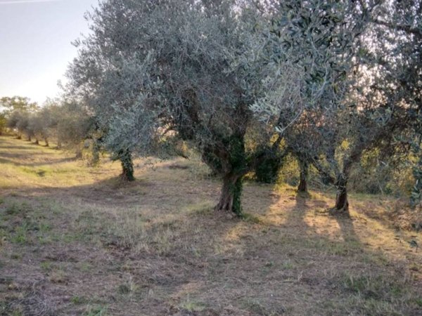 terreno agricolo in vendita a Genzano di Roma in zona Landi