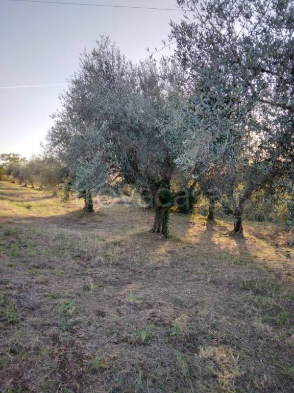 terreno agricolo in vendita a Genzano di Roma in zona Landi