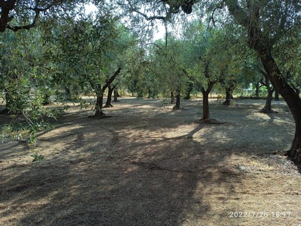 terreno agricolo in vendita a Genzano di Roma