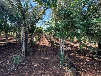 terreno agricolo in vendita a Genzano di Roma