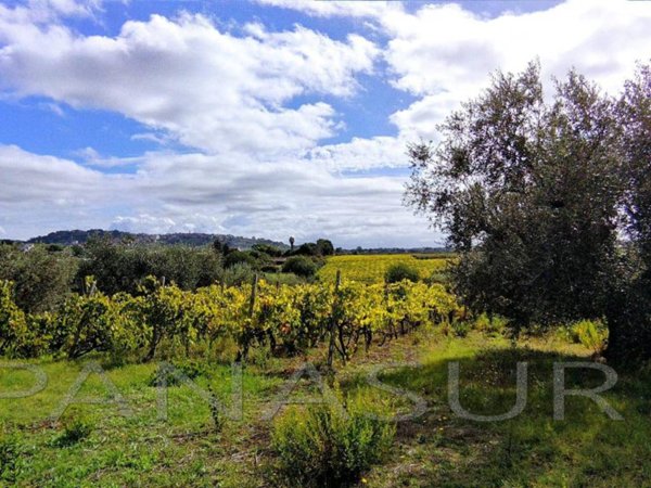 terreno agricolo in vendita a Genzano di Roma