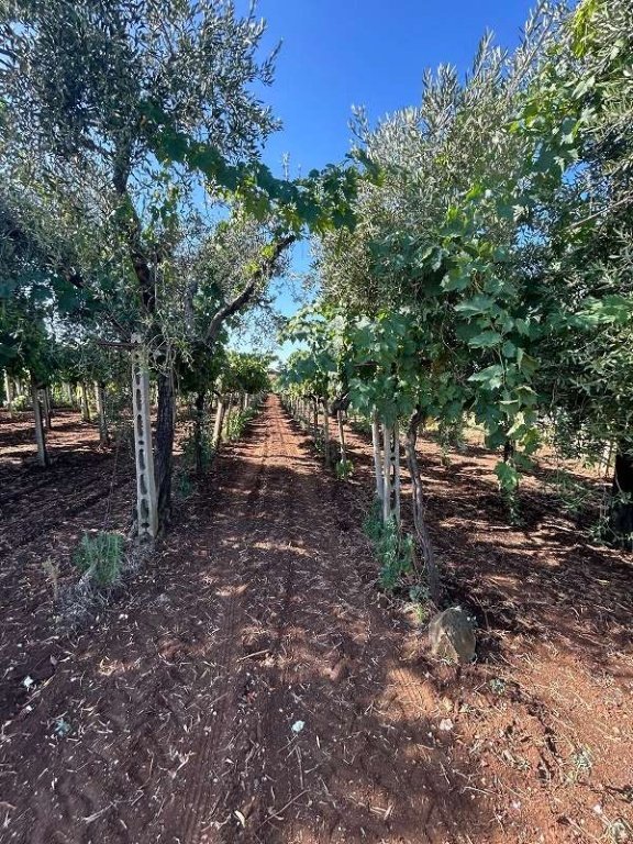 terreno agricolo in vendita a Genzano di Roma in zona Colle di Cicerone