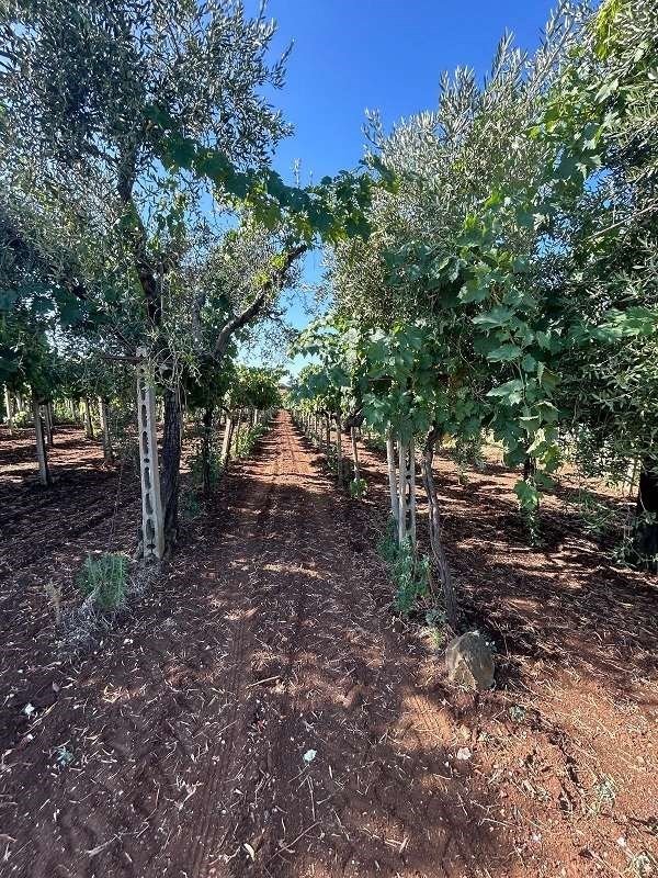 terreno agricolo in vendita a Genzano di Roma
