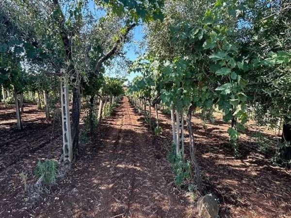terreno agricolo in vendita a Genzano di Roma in zona Landi