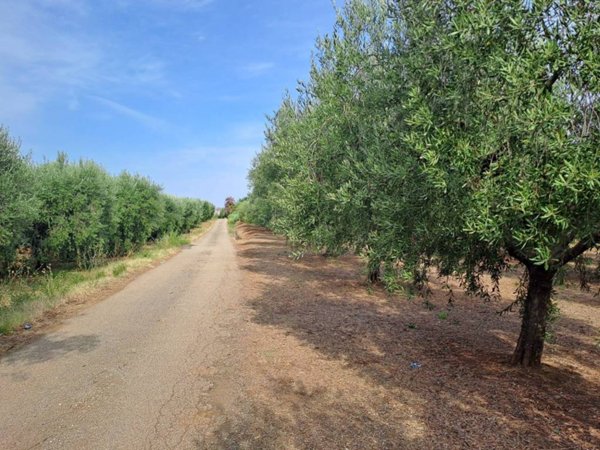 terreno agricolo in vendita a Genzano di Roma in zona Landi