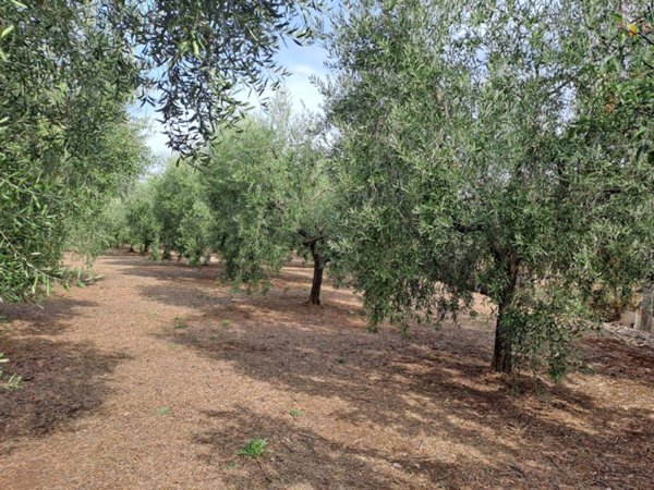 terreno agricolo in vendita a Genzano di Roma