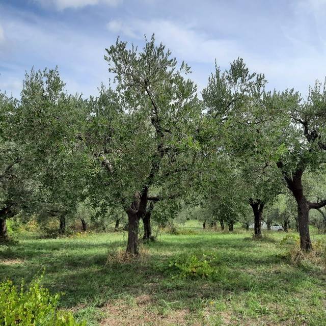 terreno agricolo in vendita a Genzano di Roma in zona Landi