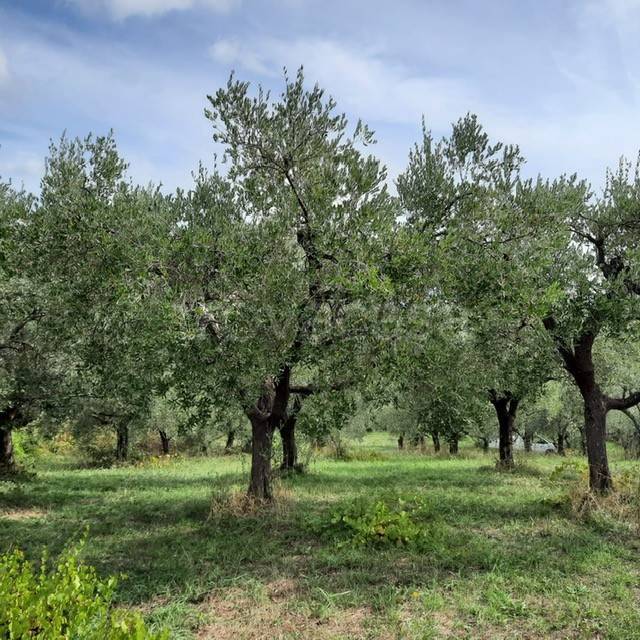 terreno agricolo in vendita a Genzano di Roma in zona Muti
