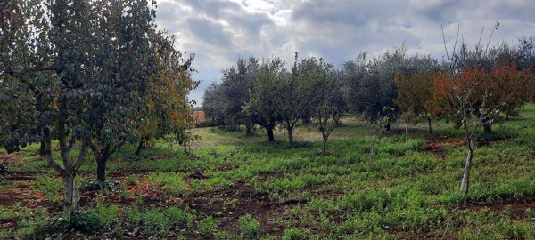 terreno agricolo in vendita a Genzano di Roma