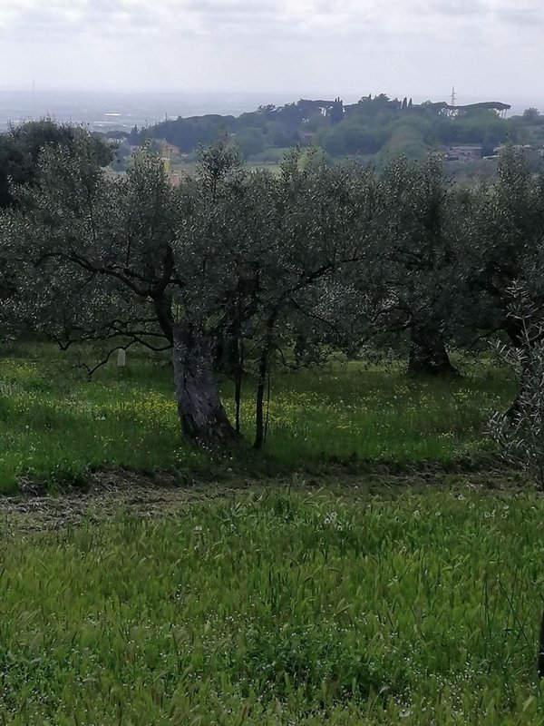 terreno agricolo in vendita a Genzano di Roma