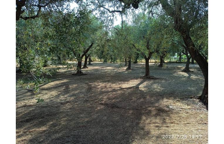 terreno agricolo in vendita a Genzano di Roma