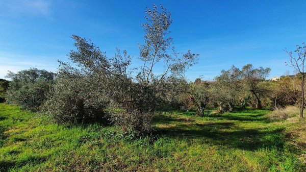 terreno agricolo in vendita a Genzano di Roma