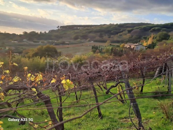 terreno agricolo in vendita a Grottaferrata