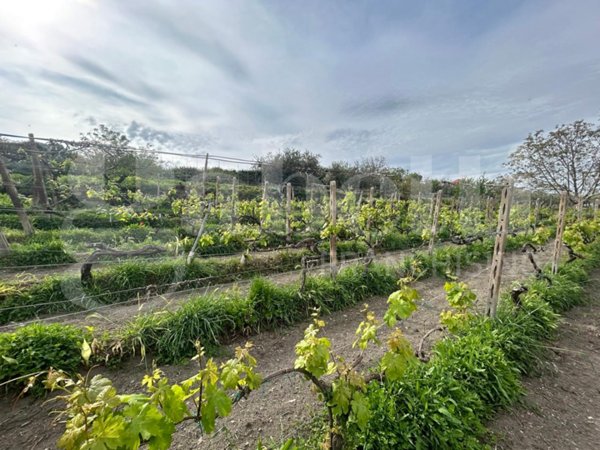 terreno agricolo in vendita a Grottaferrata