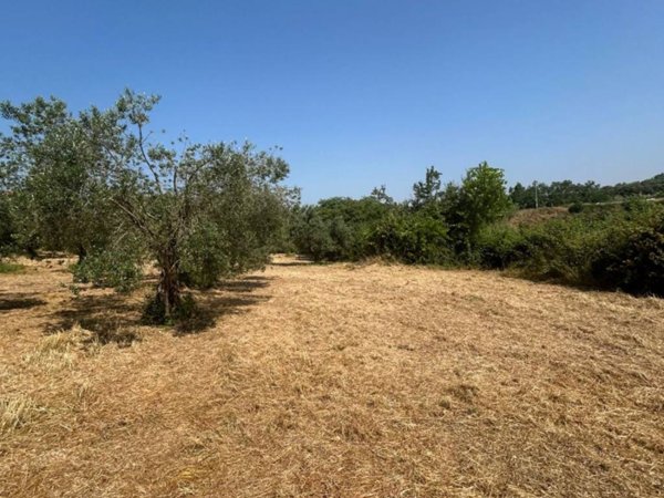 terreno agricolo in vendita a Grottaferrata