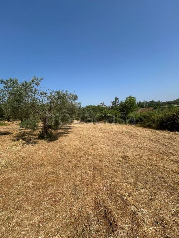 terreno agricolo in vendita a Grottaferrata