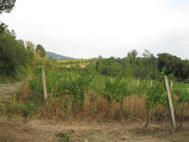 terreno edificabile in vendita a Grottaferrata