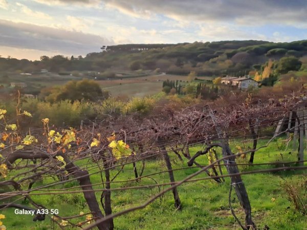 terreno agricolo in vendita a Grottaferrata