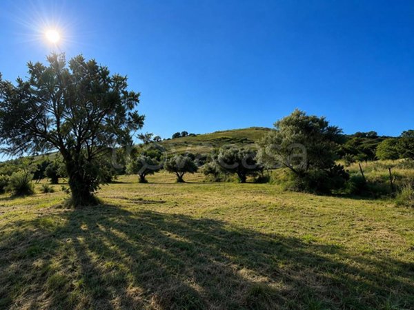terreno agricolo in vendita a Grottaferrata
