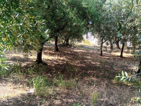 terreno agricolo in vendita a Grottaferrata