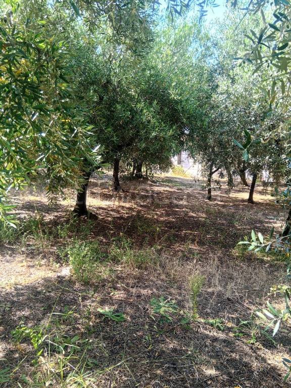terreno agricolo in vendita a Grottaferrata