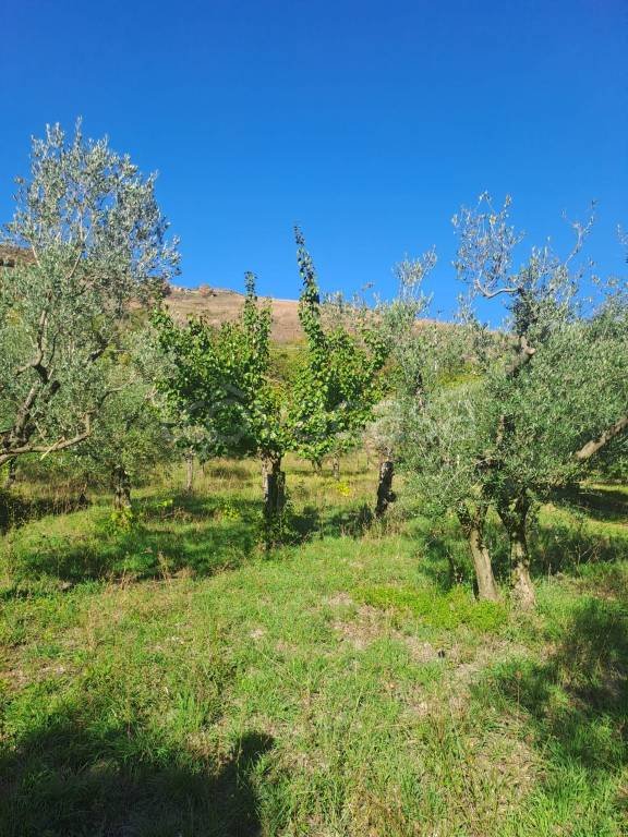 immagine annuncio 0 di 15