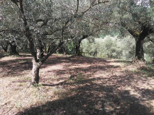 terreno agricolo in vendita a Guidonia Montecelio in zona Guidonia