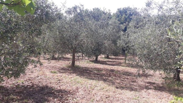 terreno agricolo in vendita a Guidonia Montecelio
