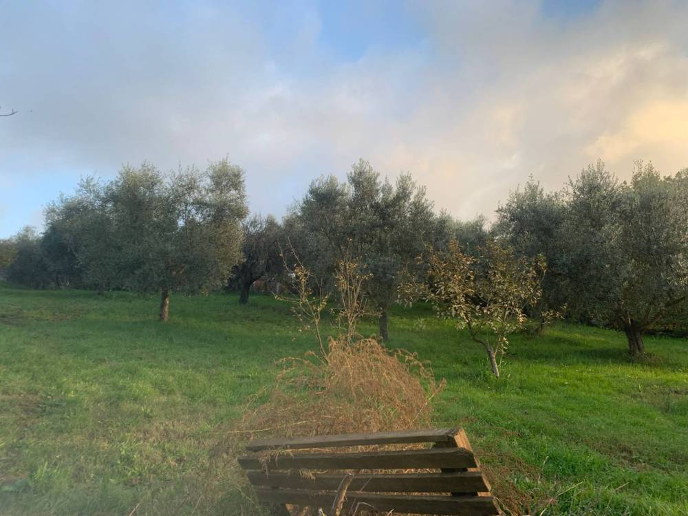 terreno agricolo in vendita a Guidonia Montecelio in zona Montecelio