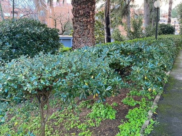 appartamento in vendita a Guidonia Montecelio