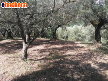 terreno agricolo in vendita a Guidonia Montecelio in zona Guidonia