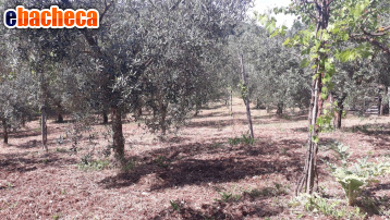 terreno agricolo in vendita a Guidonia Montecelio