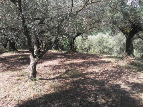 terreno agricolo in vendita a Guidonia Montecelio in zona Guidonia