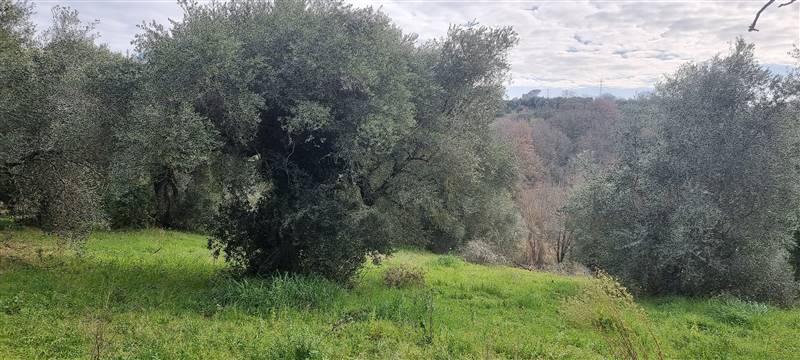 terreno agricolo in vendita a Guidonia Montecelio in zona Montecelio