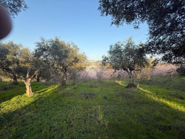 terreno agricolo in vendita a Guidonia Montecelio in zona Pichini
