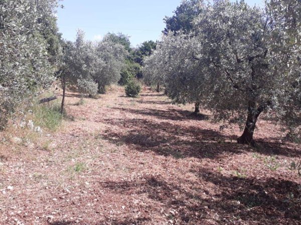 terreno agricolo in vendita a Guidonia Montecelio in zona Montecelio