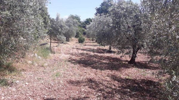 terreno agricolo in vendita a Guidonia Montecelio in zona Montecelio