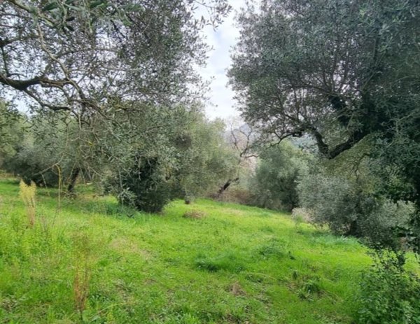 terreno agricolo in vendita a Guidonia Montecelio in zona Montecelio