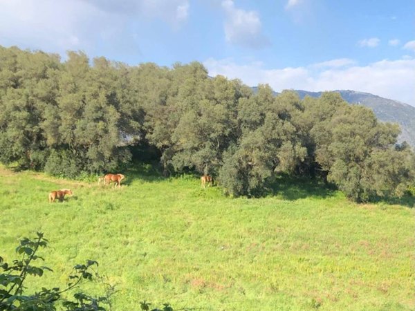 terreno agricolo in vendita a Guidonia Montecelio in zona Guidonia
