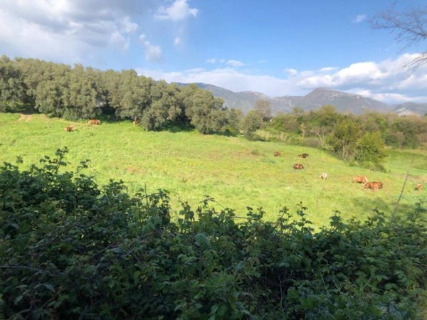 terreno agricolo in vendita a Guidonia Montecelio in zona Colle Spinello