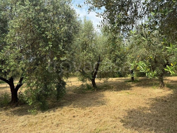 terreno agricolo in vendita a Guidonia Montecelio in zona Montecelio