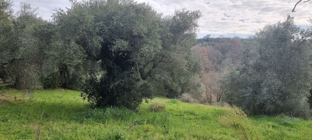terreno agricolo in vendita a Guidonia Montecelio in zona Montecelio