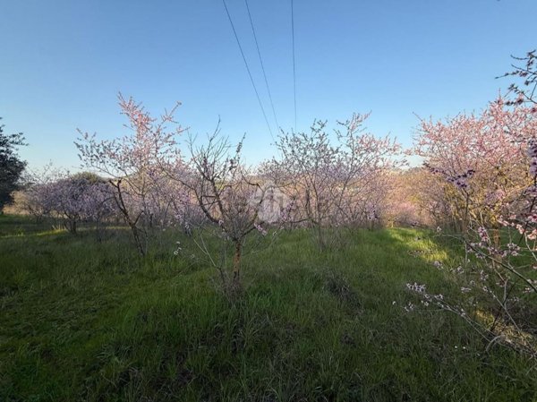 terreno agricolo in vendita a Guidonia Montecelio in zona Guidonia